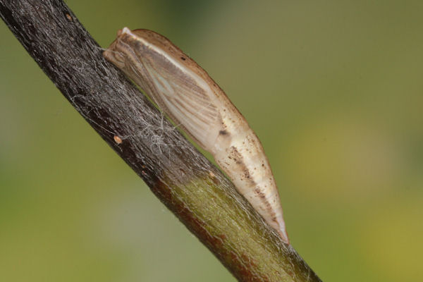 Cyclophora pendularia: Bild 89