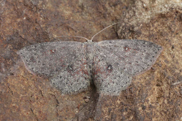 Cyclophora pendularia: Bild 24