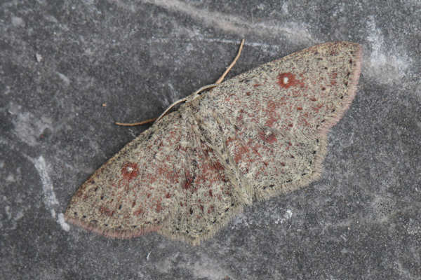 Cyclophora pendularia: Bild 25