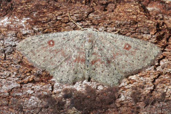 Cyclophora pendularia: Bild 26