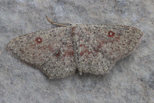 Cyclophora pendularia: Bild 27