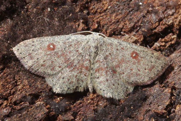 Cyclophora pendularia: Bild 2