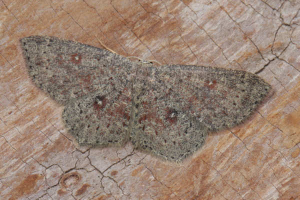 Cyclophora pendularia: Bild 4