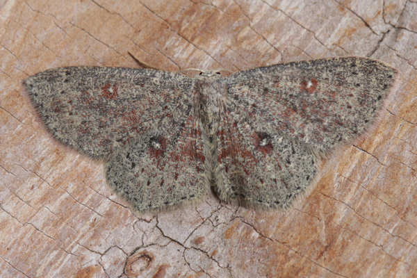 Cyclophora pendularia: Bild 5