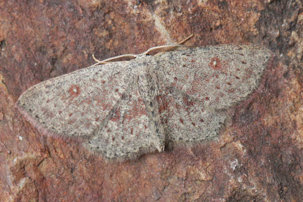 Cyclophora pendularia: Bild 6