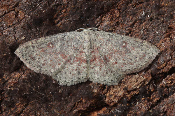 Cyclophora pendularia: Bild 7