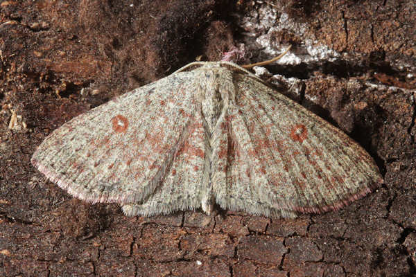 Cyclophora pendularia: Bild 9