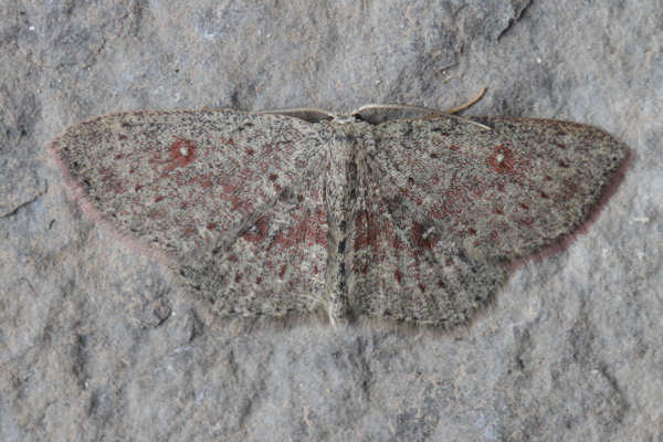 Cyclophora pendularia: Bild 10