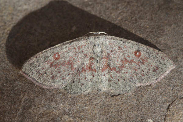 Cyclophora pendularia: Bild 11