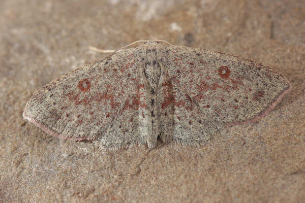 Cyclophora pendularia: Bild 12