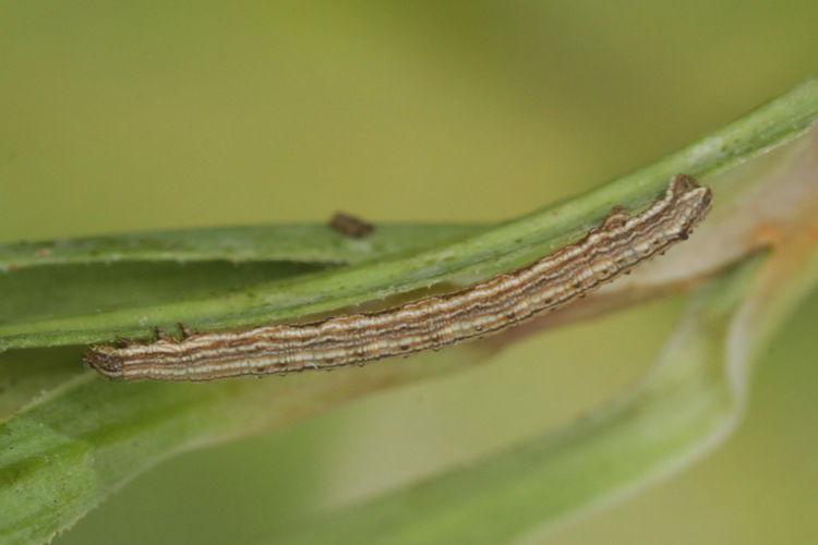 Aspitates acuminaria: Bild 22