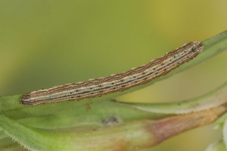 Aspitates acuminaria: Bild 23