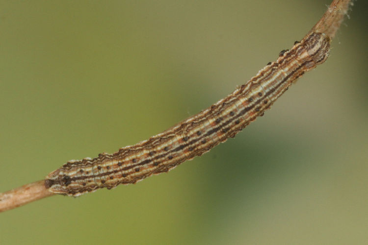 Aspitates acuminaria: Bild 24
