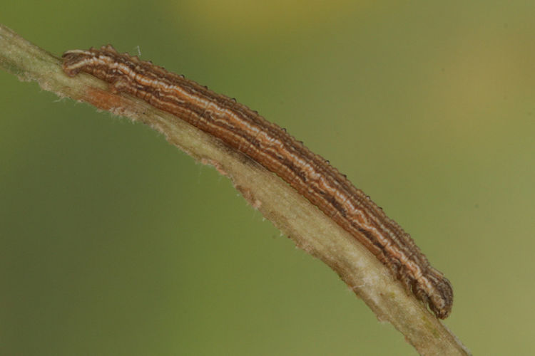 Aspitates acuminaria: Bild 26