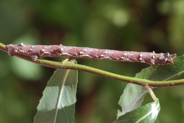 Biston betularia alexandrina: Bild 42