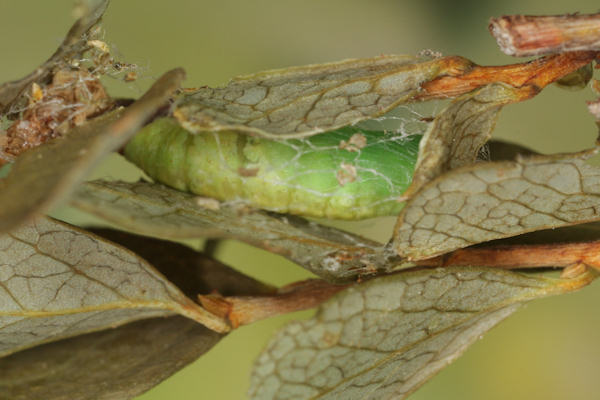 Eulithis populata: Bild 40