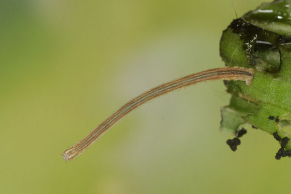 Scopula ternata: Bild 22