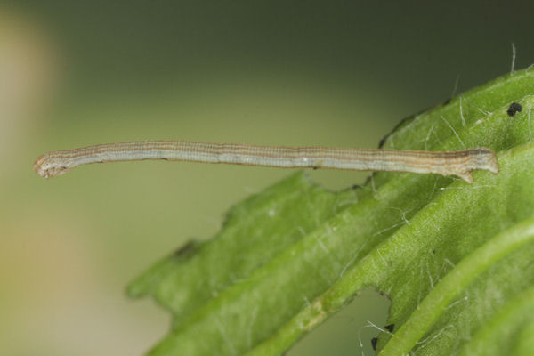 Scopula ternata: Bild 24