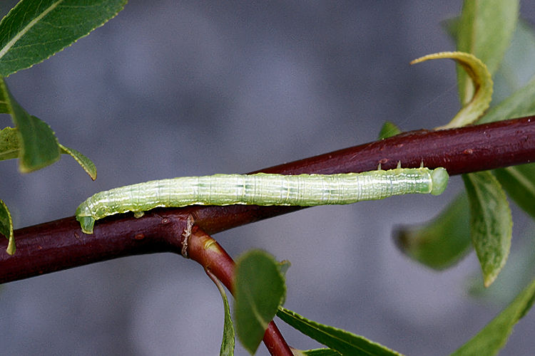 Cabera exanthemata: Bild 15