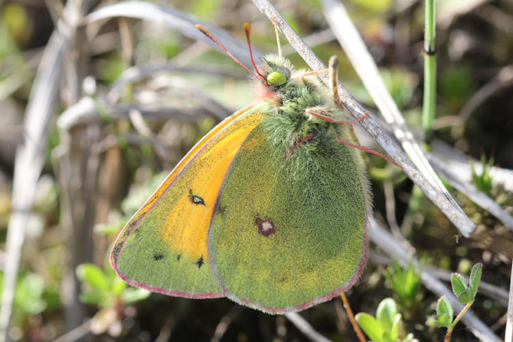 Colias hecla sulitelma: Bild 1