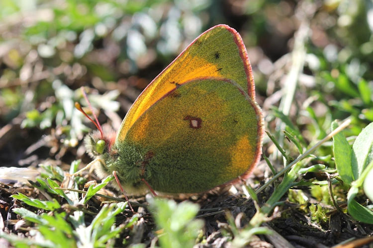 Colias hecla sulitelma: Bild 2