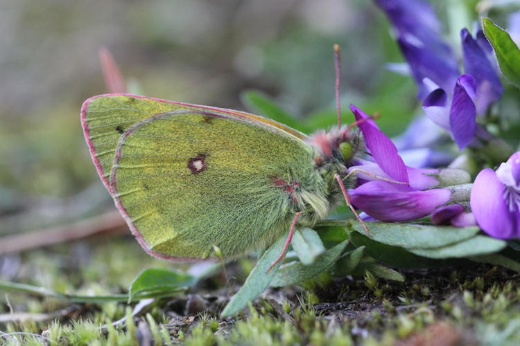 Colias hecla sulitelma: Bild 3