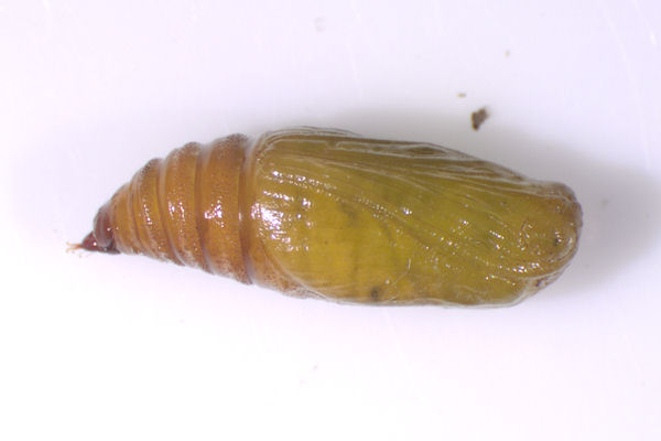 Eupithecia absinthiata: Bild 65
