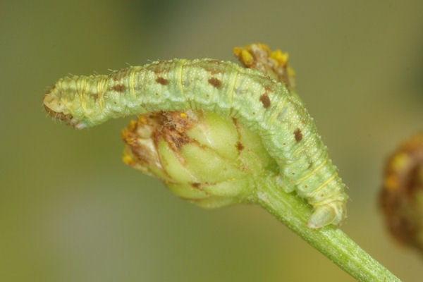 Eupithecia absinthiata: Bild 48