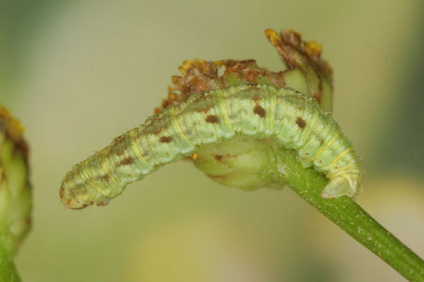 Eupithecia absinthiata: Bild 49