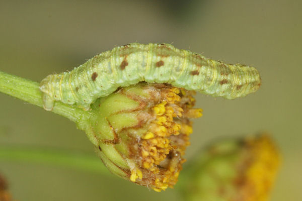 Eupithecia absinthiata: Bild 51