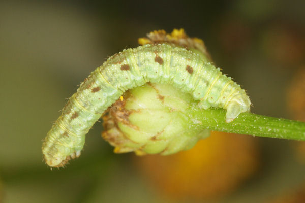 Eupithecia absinthiata: Bild 52
