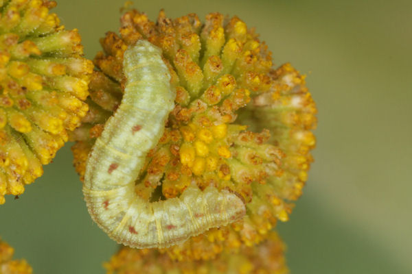Eupithecia absinthiata: Bild 54