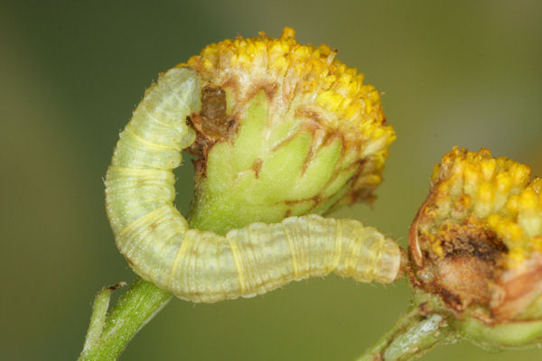 Eupithecia absinthiata: Bild 56