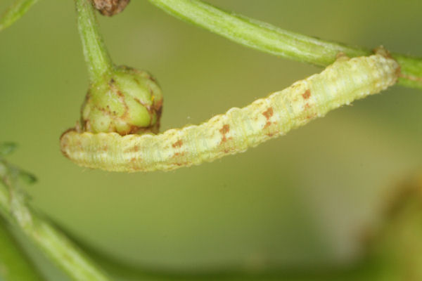 Eupithecia absinthiata: Bild 58