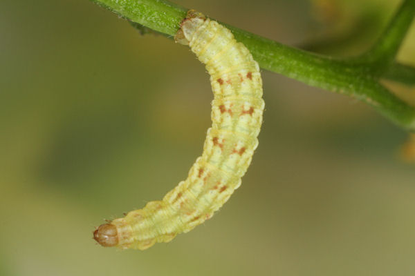 Eupithecia absinthiata: Bild 60