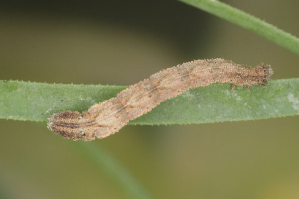 Idaea pallidata: Bild 51