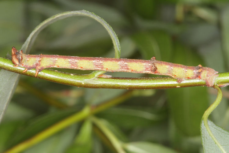 Biston betularia alexandrina: Bild 49