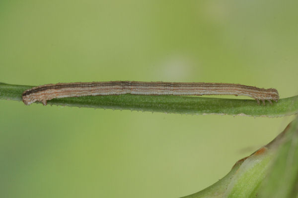 Scopula ternata: Bild 31