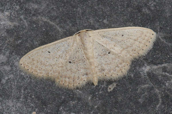 Scopula minorata: Bild 6