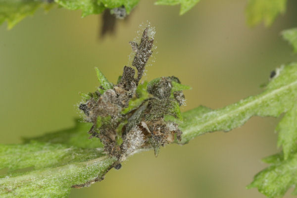 Antonechloris smaragdaria: Bild 9