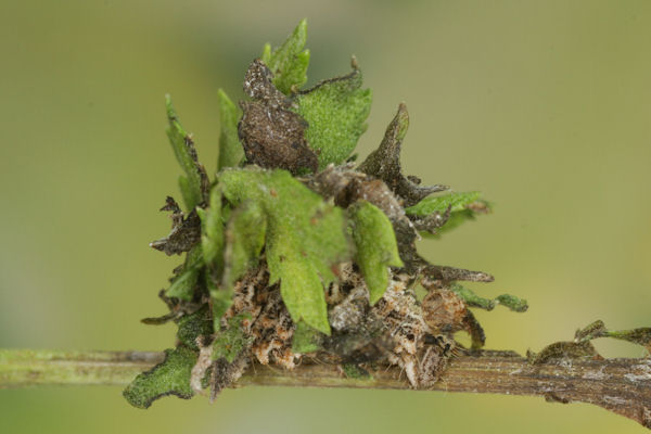 Antonechloris smaragdaria: Bild 19