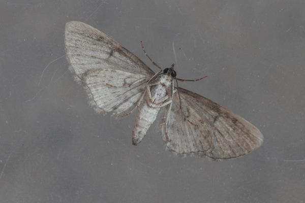Eupithecia tripunctaria: Bild 8