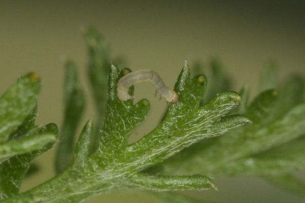 Eupithecia tripunctaria: Bild 7