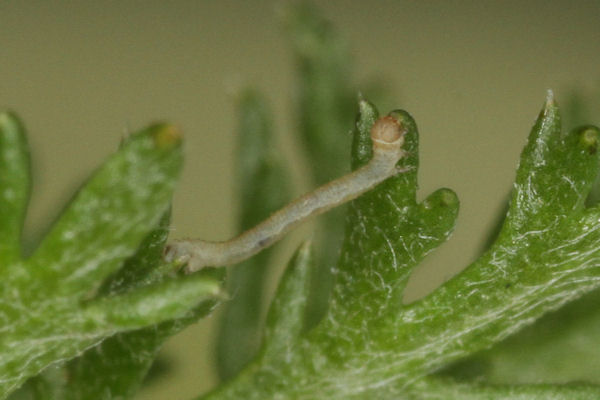Eupithecia tripunctaria: Bild 8