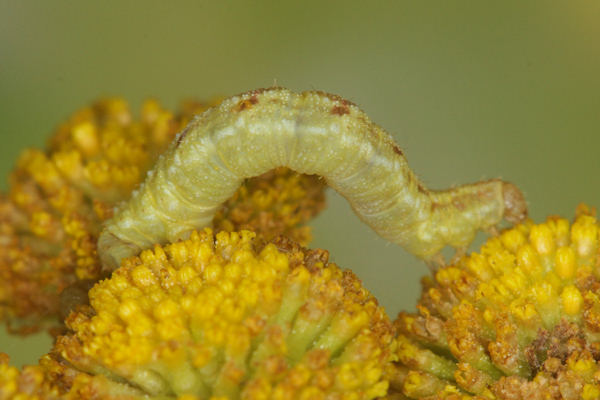 Eupithecia absinthiata: Bild 35