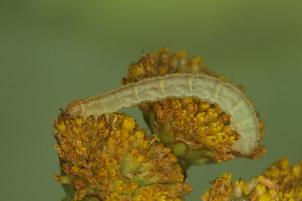Eupithecia absinthiata: Bild 38