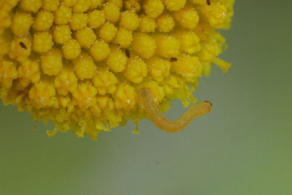 Eupithecia absinthiata: Bild 21