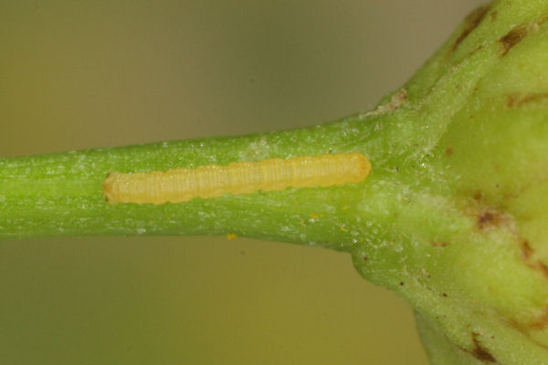 Eupithecia absinthiata: Bild 28
