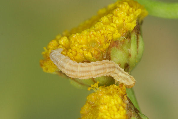 Eupithecia absinthiata: Bild 29