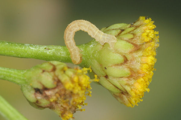 Eupithecia absinthiata: Bild 31
